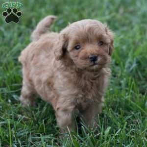 Junior, Mini Goldendoodle Puppy